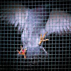 侏儒性猛交videosex
